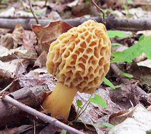 There are three different types of Morel mushrooms, the Yellow or Common grey Morel as seen in this photo, the White Morel and the Black Morel. (Dustin Lutt Photo)