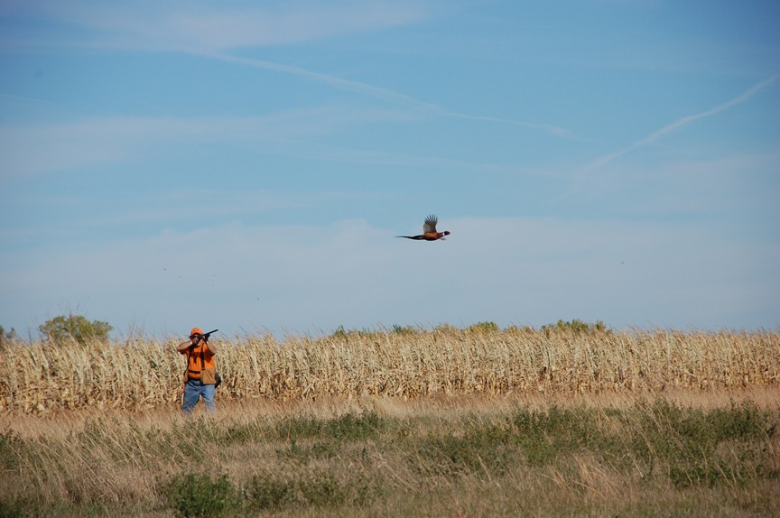 Myhre's Pheasant Photo