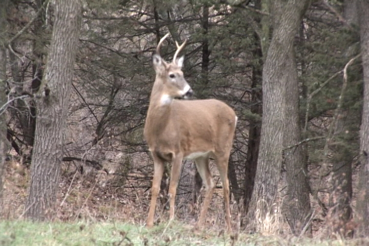 Small whitetail WTU 2