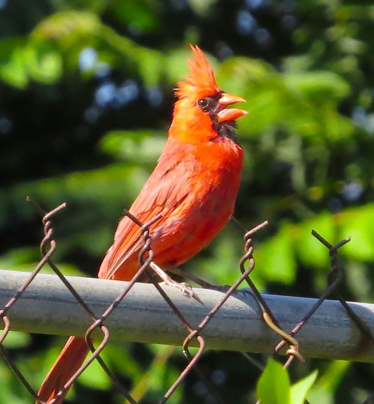 Pic-Myhre-Cardinal
