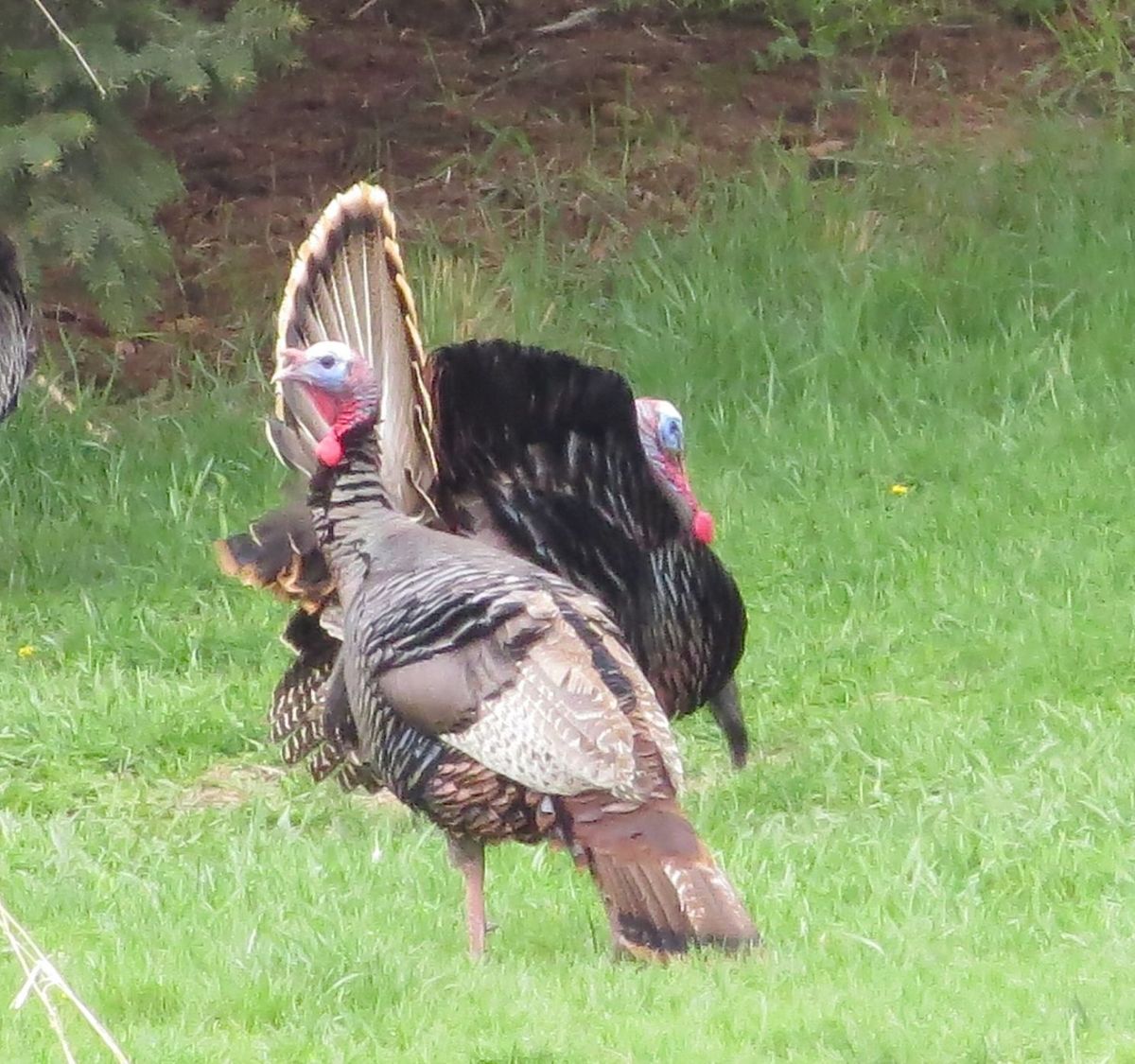 Photo-Myhre's Turkey Strut