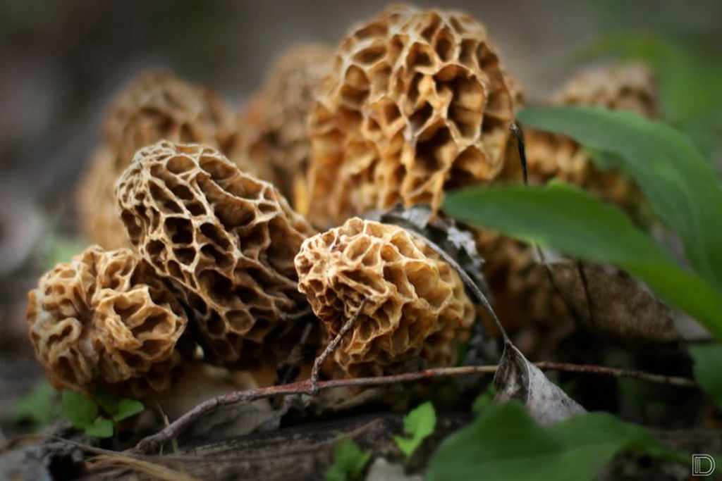 Pic-Morel Mushrooms 2