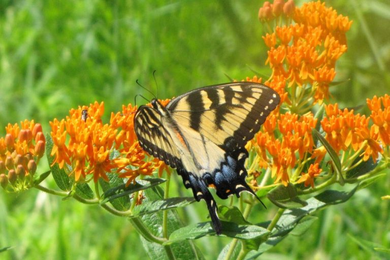 Pic-pollinator-wildflowers 