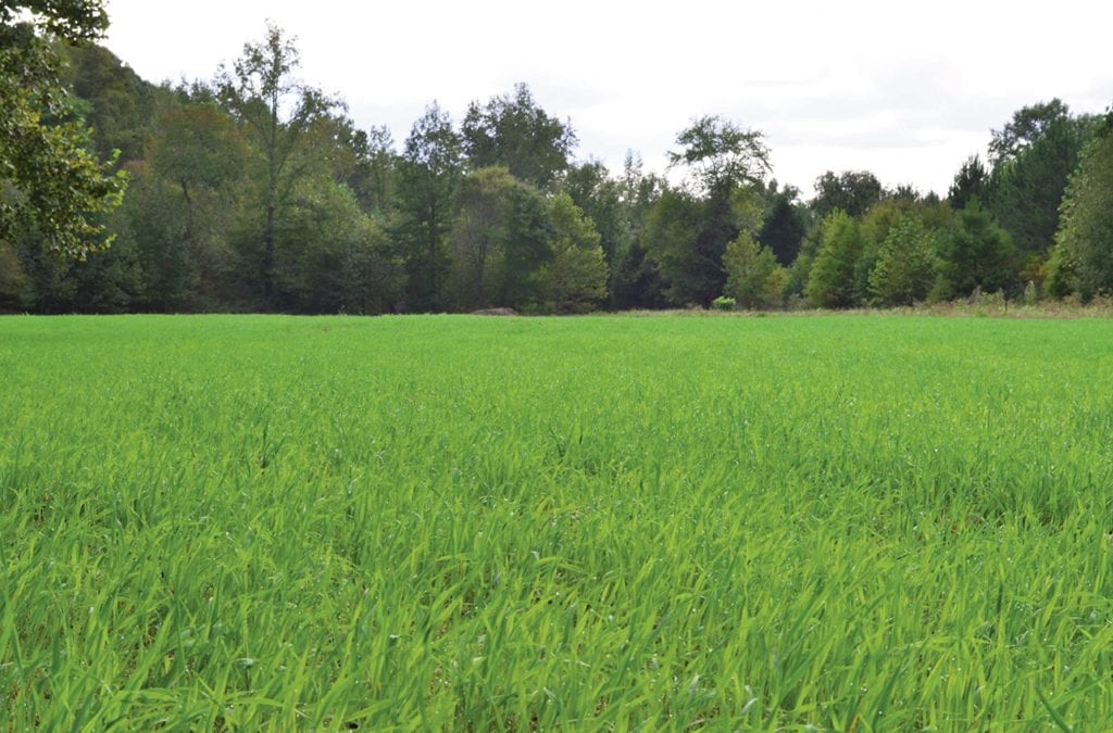 Crop Rotation for Healthy Soils & Better Food Plots