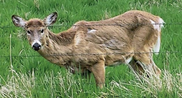 Chronic Wasting Disease, Resulting in the Deers Death