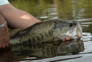 MOSSY OAK FISHING  FREQUENTLY ASKED QUESTIONS ABOUT LARGEMOUTH BASS