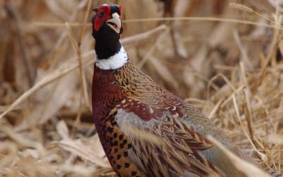 Iowa pheasant survey results show popular game bird numbers up significantly