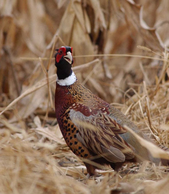 Iowa pheasant survey results show popular game bird numbers up significantly