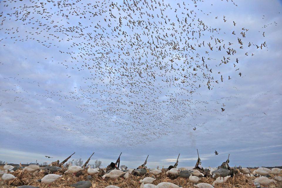 Waterfowl Season Looks good for Central Flyway By Gary Howey