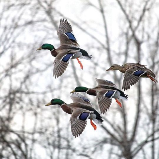 The GAMEKEEPERS OF MOSSY OAK   5-Tips for More Consistent Waterfowl Hunting By Todd Amenrud