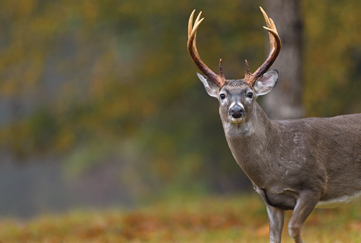 The GameKeepers of Mossy Oak “Mature Whitetail Bucks: Why Don’t I See More”  BY BOB HUMPHREY 