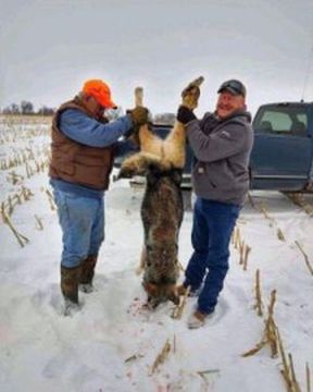 Grey Wolf Killed & Confirmed in eastern Nebraska