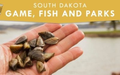 Zebra Mussels Found in Moss Balls at Pet Stores By S.D. Game & Parks