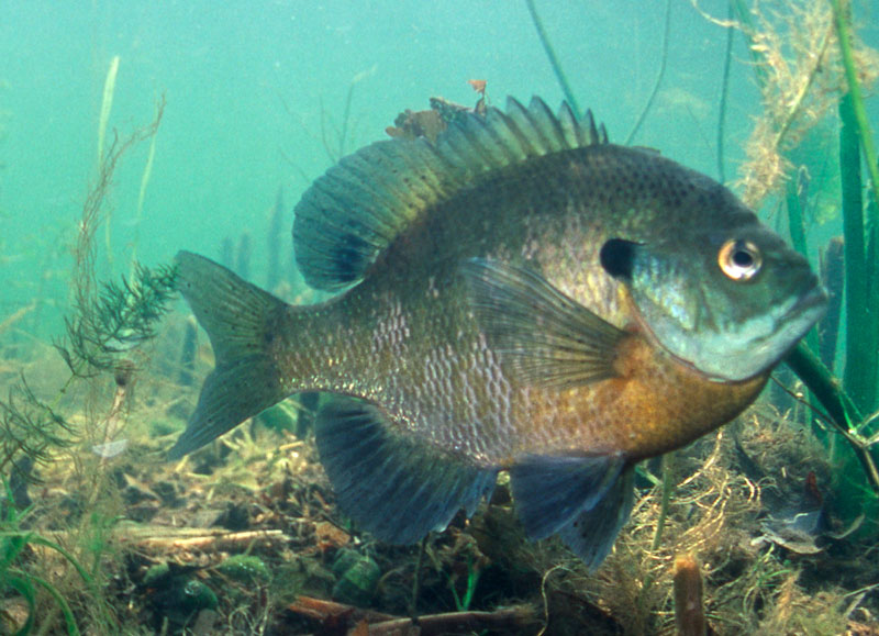 New Minnesota panfish regulations