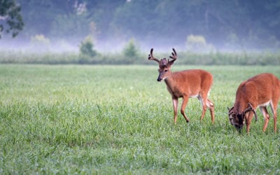 Minerals For Antler Growth: The Fascination With Growing Whitetail Antlers By AUSTIN DELANO
