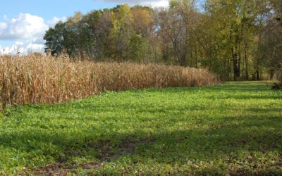 BROADCASTING CORN IN YOUR FOOD PLOT  BY: TODD AMENRUD