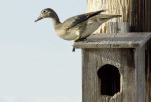 The Gamekeepers of Mossy Oak, Wood Duck Boxes: Why, Where, and How BY Jeff Dennis