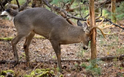 THE GAMEKEEPERS OF MOSSY OAK-6 Truths about Whitetail Rubs By Todd Amenrud