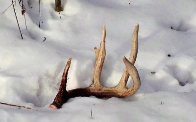 Deer Antler Growth by gary Howey