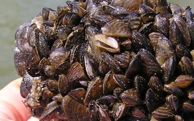 Zebra Mussels Expanding throughout the upper Midwest By gary Howey