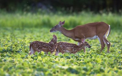 The GAMEKEPPERS OF MOSSY OAK 11 WAYS TO FIGHT SUMMER NUTRITION CHALLENGES FOR WHITETAILS BY: GERALD ALMY