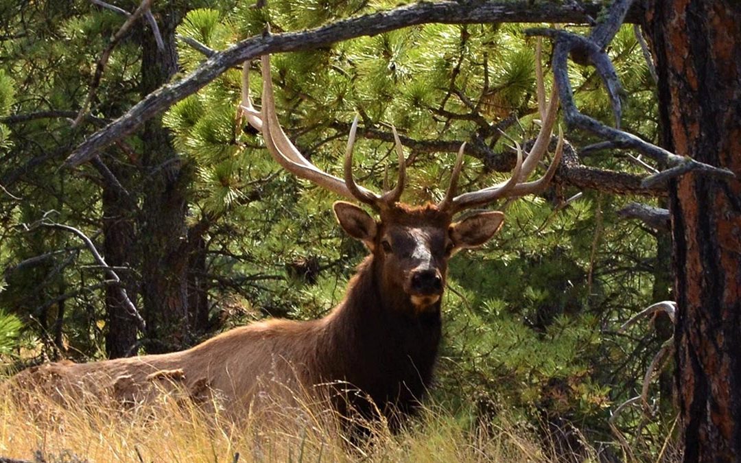 Special elk depredation season designated in southwest Nebraska