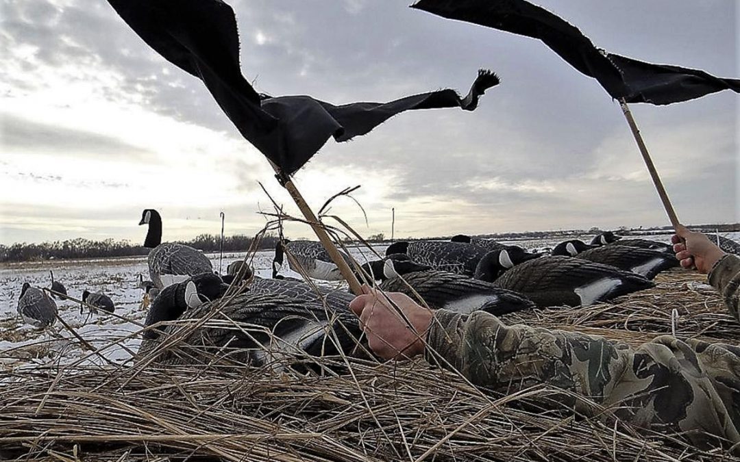 To get Waterfowls Attention,  Pull out the Flag    By gary Howey