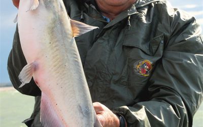 The good, the bad and the ugly, Channel Catfish by gary Howey