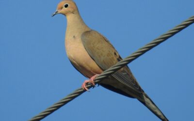DOVE HUNTING, THEY ZIG, WHEN YOU ZAG BY gARY HOWEY