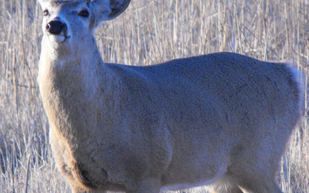 Deer Hunting Tips BY gary Howey