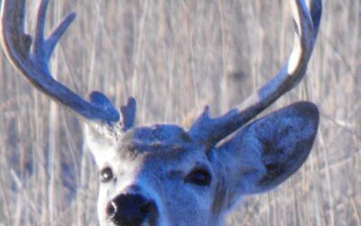 Deer Hunting Tips BY gary Howey