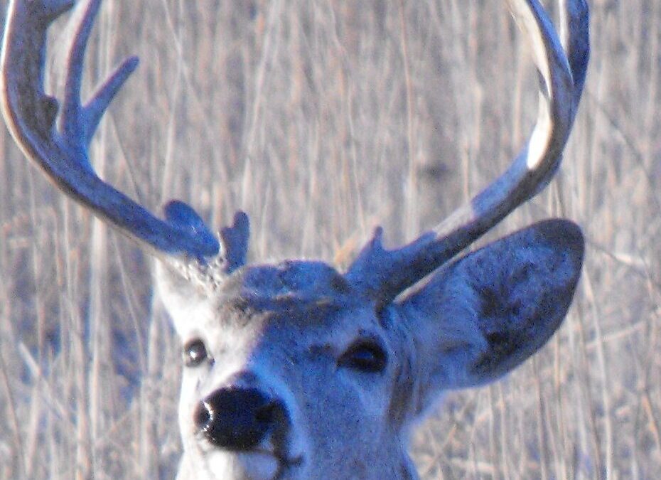 Deer Hunting Tips BY gary Howey