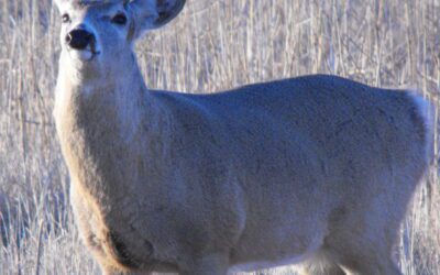 Deer Hunting Tips BY gary Howey