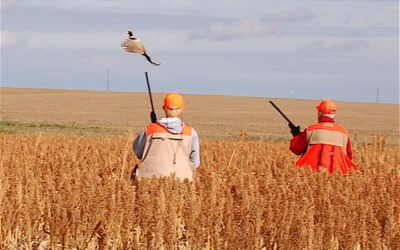 SOUTH DAKOTA PHEASANT OPENER BY gARY HOWEY