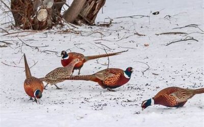 LATE SEASON PHEASANT HUNTING TIPS BY gARY HOWEY