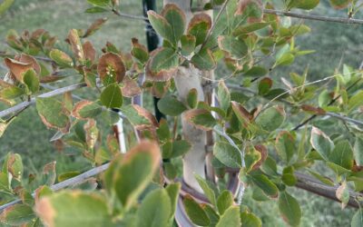 TREE SUCKERS CAN DESTROY THE HEALTH OF YOUR TREE BY gARY HOWEY