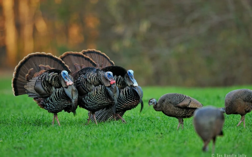 Pic-Tes-wild-turkey-G-960×600