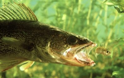 STRUCTURE, THE KEY TO CATCHING FISH BY gARY HOWEY