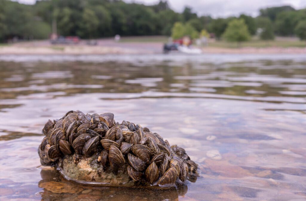 INVASIVE SPECIES BY gARY HOWEY