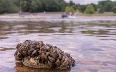 INVASIVE SPECIES BY gARY HOWEY