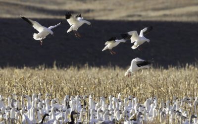 Light Goose Conservation Order By Jay Anglin