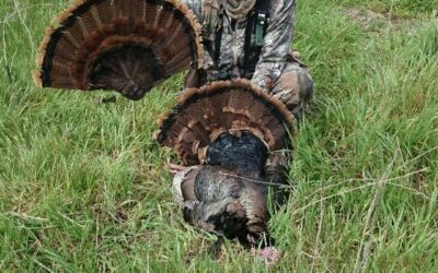 I’M SOLD ON USING TURKEY FANS IN THE SPRING SEASON BY gARY HOWEY