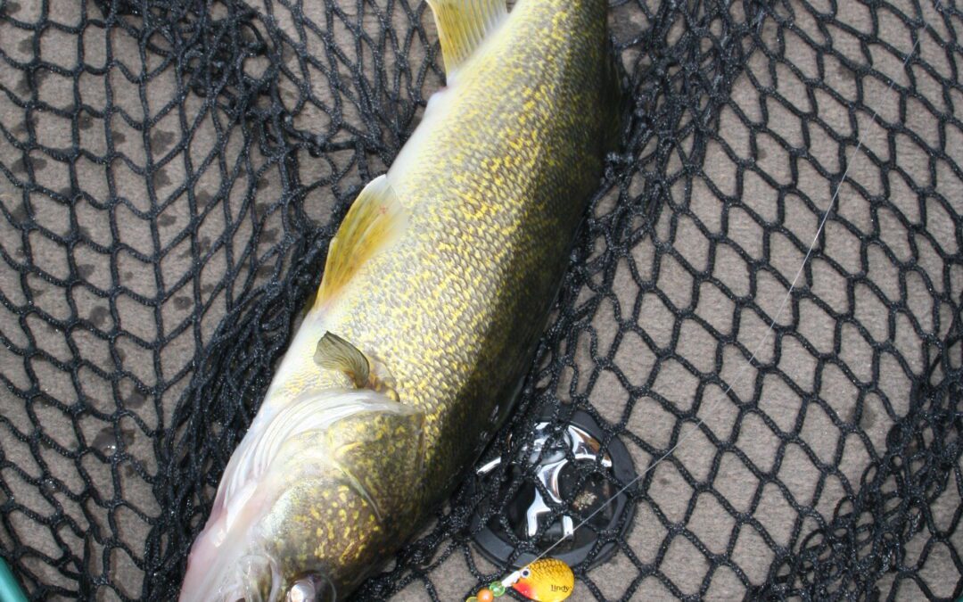 NETTING FISH MADE EASY BY gARY HOWEY