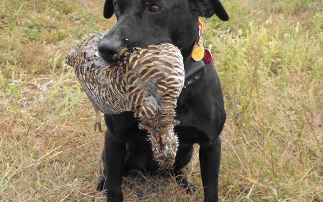 HUNTING DOGS BY gary Howey