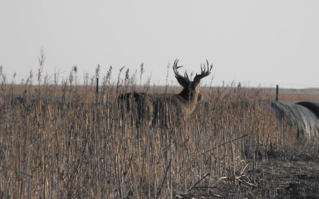 Close encounters of the wild turkey kind By Larry Myhre Reprinted from the Sioux City Journal