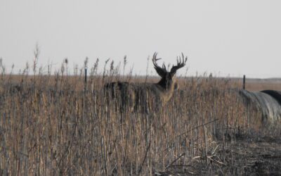 Close encounters of the wild turkey kind By Larry Myhre Reprinted from the Sioux City Journal