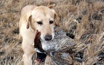 HUNTING DOGS BY gary Howey