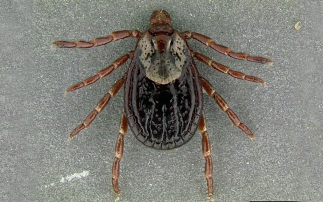 TICK PROBLEMS BY gary howey
