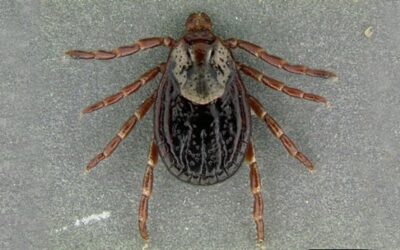TICK PROBLEMS BY gary howey