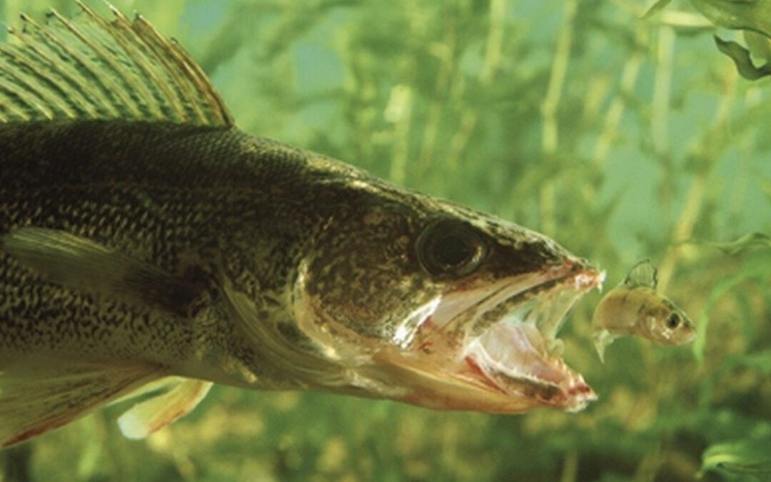 WARM WEATHER WALLEYES  BY gary howey